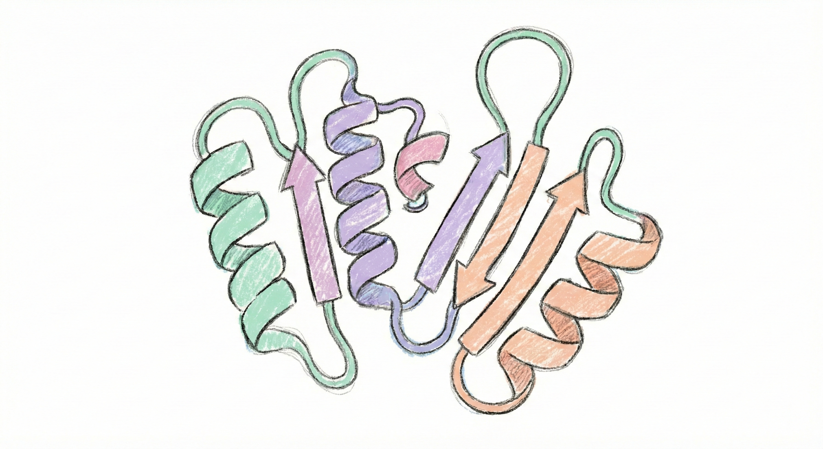 Protein ribbon structure diagram